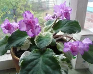 Fredette's Risen Star1.webp