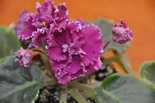 -Мулен Руж-м.webp