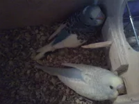 P31-10-12_13.03.webp
