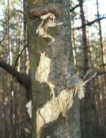 PA270765_960.jpg