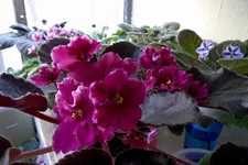 Rebels Faits_thumb.webp