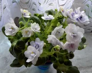 Shiawasee Trail_thumb.webp