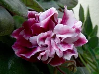 -Шанхайская роза_thumb.webp