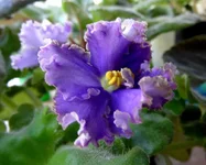 -Морское чудо_thumb.webp