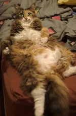 fat_cats_13.jpg