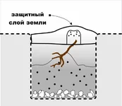 сажать.webp