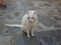 113.webp