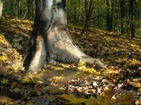 DSCN3700.webp