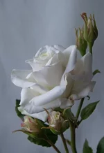 sOg771J1H1w.webp