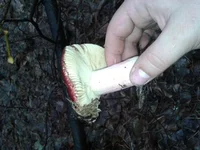 20121103_132909.webp