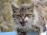 DSCN2741.webp