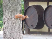 DSCN0466.webp