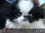 92f80f755a11a83fd3.webp