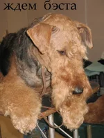 IMG_0013 (ростов) копия.webp