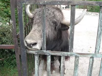 DSC04238.webp