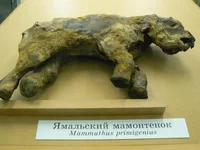 21-Мамонтенок маму не нашел.webp
