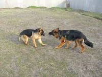 CIMG4627_resize.webp
