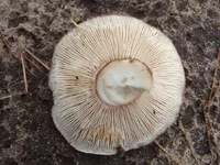 DSCF0949_g.webp