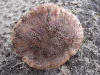 DSCF0950_g.webp