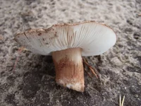 DSCF0951_g.webp