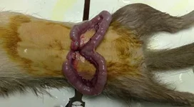 =гной в матке.webp