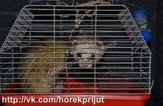 хорек прикреплен к потолку шнуром.jpg
