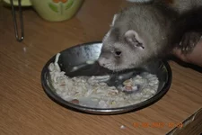 овсянка с молоком.jpg