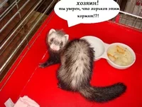 картошка_в_миске.jpg