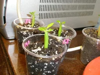 PB050291.webp