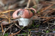 gomphidium_1.webp gomphidium_1.webp