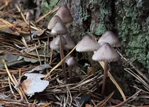 mycena_1.webp mycena_1.webp