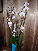 DSCN2203.JPG