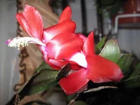 IMG_2287.jpg