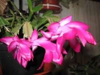 IMG_2293.jpg