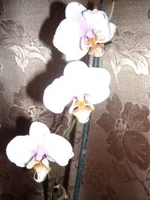 DSCN2204.JPG