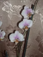 DSCN2205.JPG
