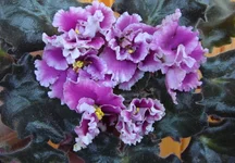 -Царская Особа.webp