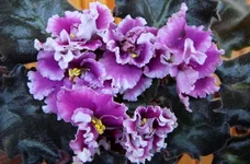 -Царская Особа2.webp