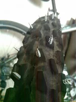 IMAG0038.jpg