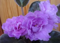 Rebel's Scotty1.webp