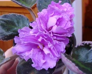 Rebel's Scotty2.webp