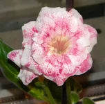 .webp