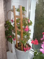 DSCN2098.webp