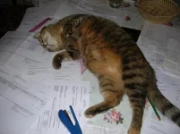  днем бухгалтера.webp