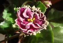  Шато Брион1.webp