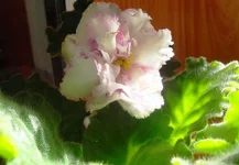 -Фруктовый Коктейль.webp