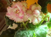 -Уси Пуси.webp