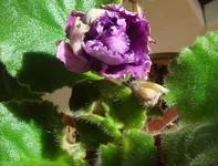 -Богиня ночи.webp