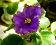 -изумрудный берег_1цв.webp