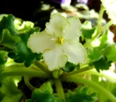 -Белые наливы.webp